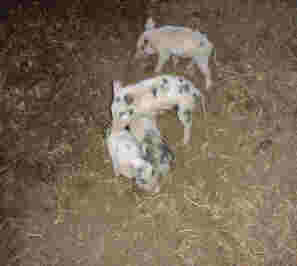 Text description