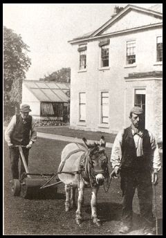 mule mowing