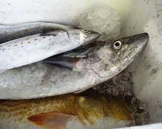 fishies