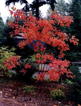 Cotinus obovatus