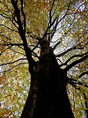 Autumn Beech01.jpg