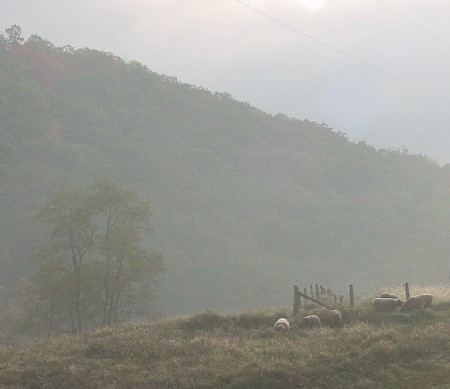 sheep in mist