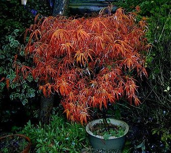 Acer Lin01.jpg