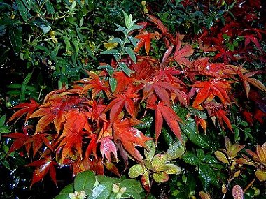 Acer Jap01.jpg