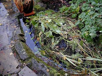 Waterlogged Pond01.jpg