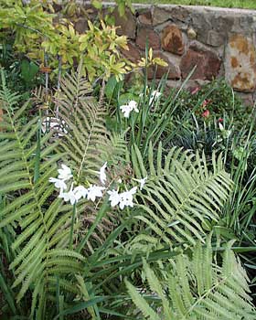 paperwhites