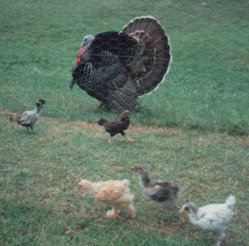 turkey
