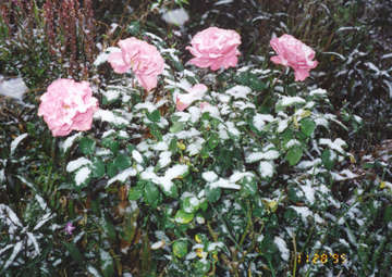 angel face snow