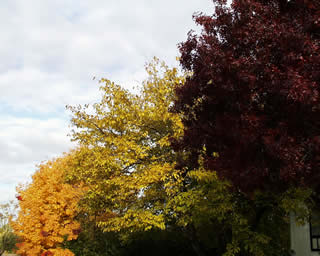 in front of our house