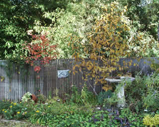 dogwood and magnolia