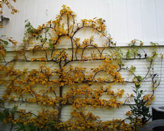 espl pear autumn
