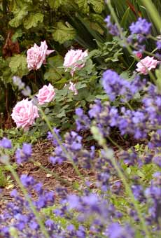 Belinda's Dream, lavender