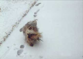 Nigel in Flight