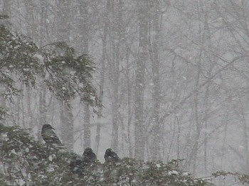 crows