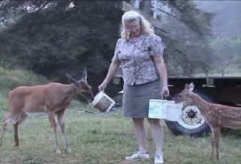 feeding deer