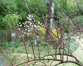 window spring