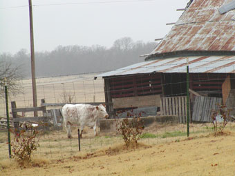 foggy farm