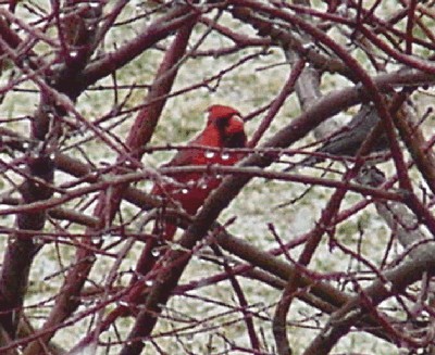 cardinal