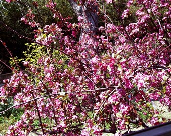 crabappleinbloom