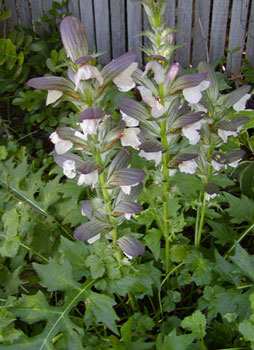 Acanthus Bloom