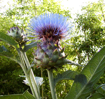cardoon bloom