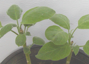 velvet leaf brug