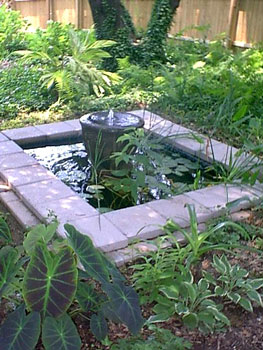 pond