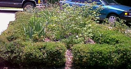 driveway hedge