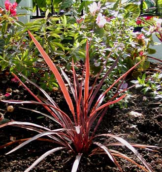 Cordyline rubra