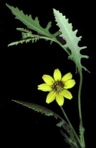 Berlandiera lyrata