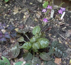 Chocolate Plant, Pseuderanthemum alatum