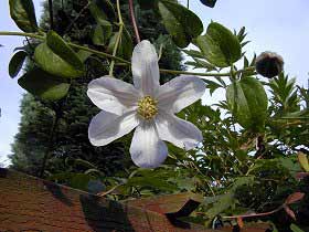 Terry's Huldine clematis