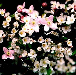 Clematis montanta 'Rosea'