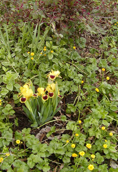 dwarf_iris