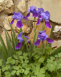 Italian Bearded species iris