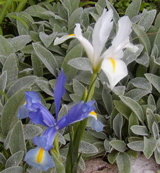 Dutch Iris