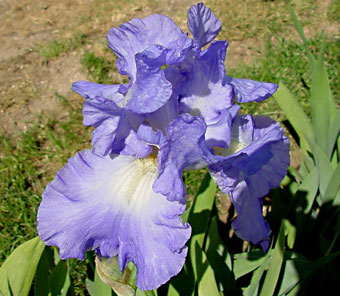 blue bearded iris