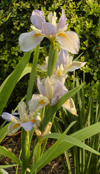 Lo Iris