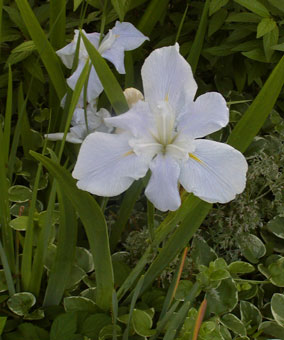 lo iris