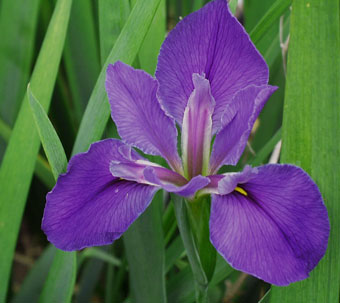 Lo iris