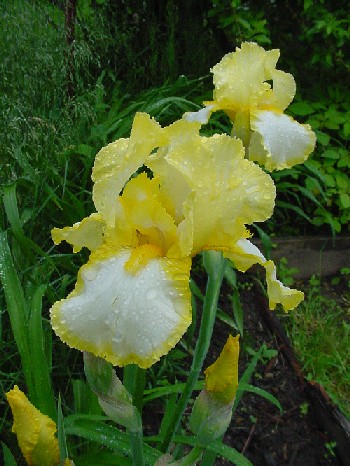 iris yellow