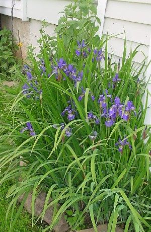 iris