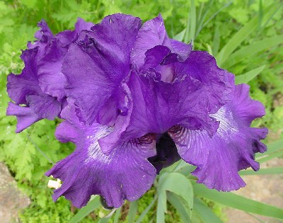 purple iris