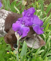iris and ticker