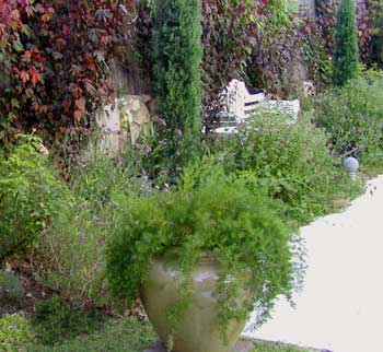 Asparagus springeri fern