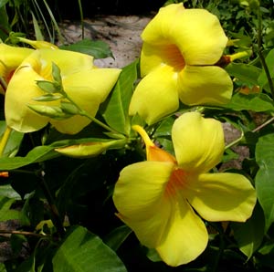 alamanda