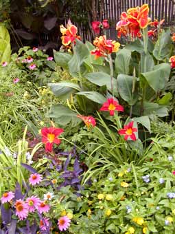 MK day lilies
