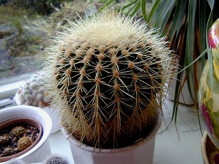 cacti01.jpg