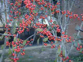 Possum Haw