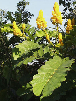 candlestick plant